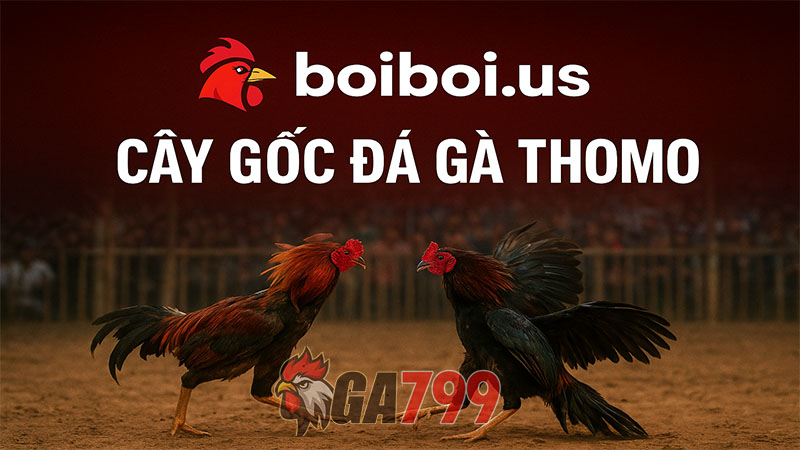 boiboi.us đá gà